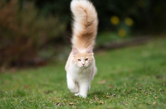 Cat Puffing Tail