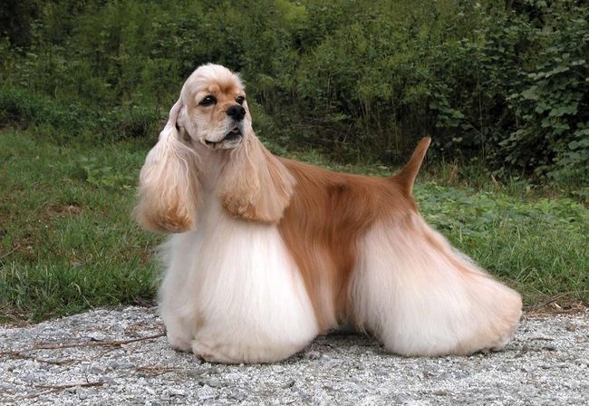 Long Haired Dogs