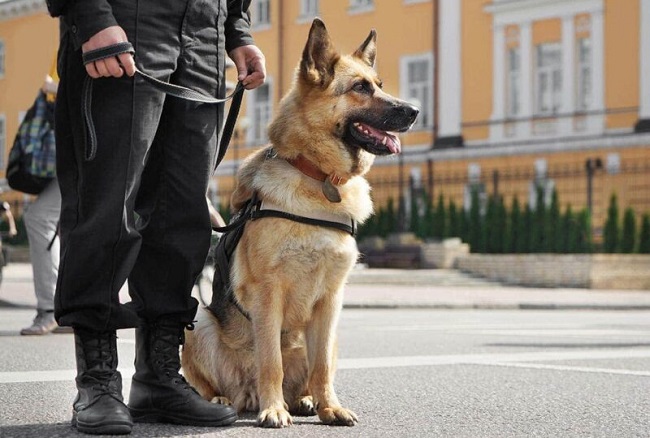 Military Dog Breeds