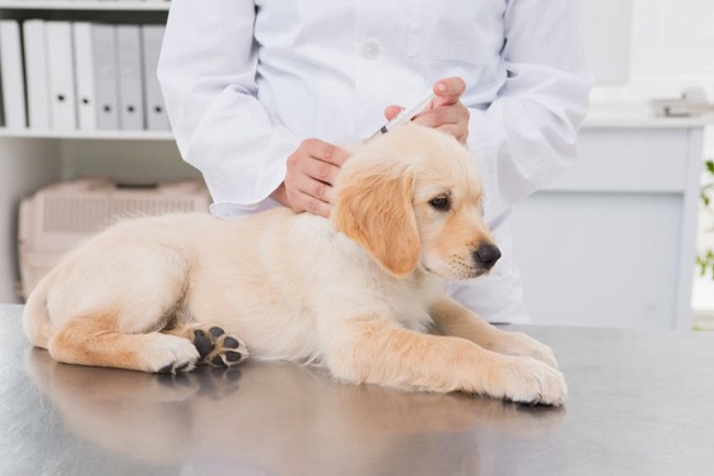 Puppies Vaccination Cost